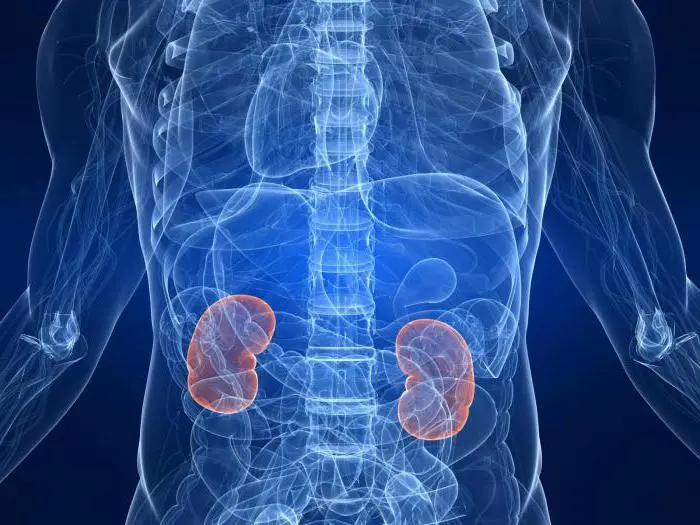 Донорство почки kidney-donation.jpg