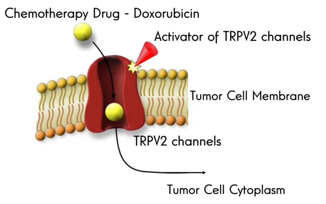 TRPV2-protein-in-action_Credit-Dr-David-Roberson-and-Prof-Alex-Binshtok-e1574842415833-640x400.png
