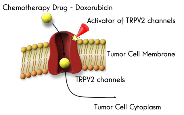 TRPV2-protein-in-action_Credit-Dr-David-Roberson-and-Prof-Alex-Binshtok-e1574842415833-640x400.png